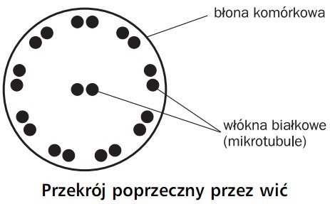 Przekrój poprzeczny przez wić. Błona komórkowa, włókna białkowe (mikrotubule).