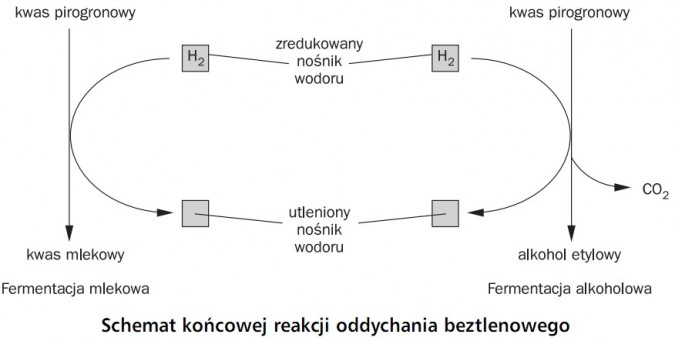 Co To Oddychanie Komórkowe Oddychanie komórkowe - Biologia - Opracowania.pl