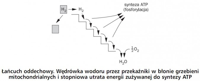 Łańcuch oddechowy. Wędrówka wodoru przez przekaźniki w błonie grzebieni mitochondrialnych i stopniowa utrata energii zużywanej do syntezy ATP. Synteza ATP (fosforylacja). H2, H2O, O2.