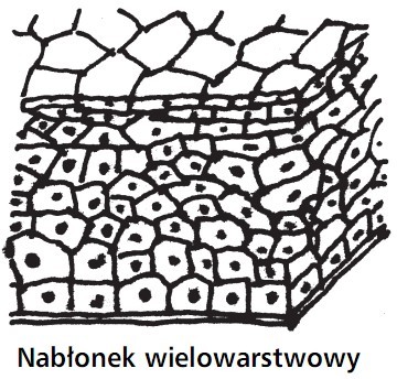 Nabłonek wielowarstwowy.