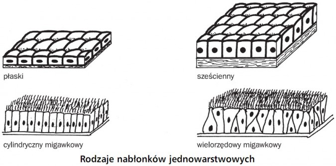 Rodzaje nabłonków jednowarstwowych. Płaski, sześcienny, cylindryczny migawkowy, wielorzędowy migawkowy.