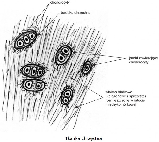 Tkanka chrzęstna. Chondrocyty, torebka chrzęstna, jamki zawierające chondrocyty, włókna białkowe (kolagenowe i sprężyste) rozmieszczone w istocie międzykomórkowej.