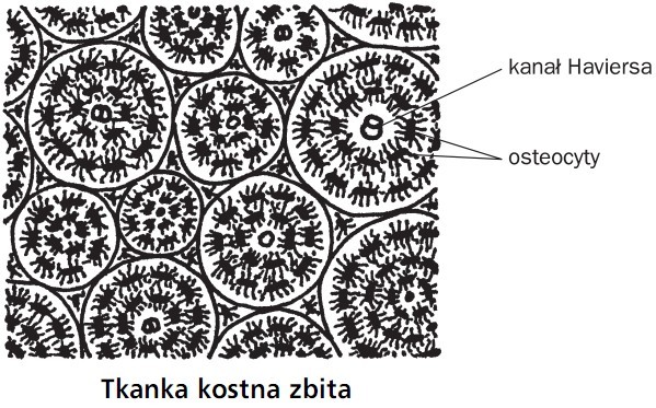 Tkanka kostna zbita. Kanał Haviersa, osteocyty.