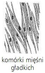 Komórki mięśni gładkich.