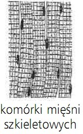 Komórki mięśni szkieletowych.
