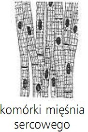 Komórki mięśnia sercowego.