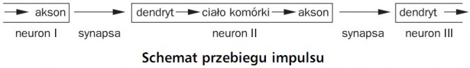 Schemat przebiegu impulsu. Akson, dendryt, ciało komórki, akson, dendryt, neuron I, synapsa, neuron II, synapsa, neuron III.