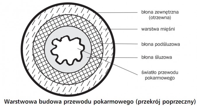 Warstwowa budowa przewodu pokarmowego (przekrój poprzeczny). Błona zewnętrzna (otrzewna), warstwa mięśni, błona podśluzowa, błona śluzowa, światło przewodu pokarmowego.