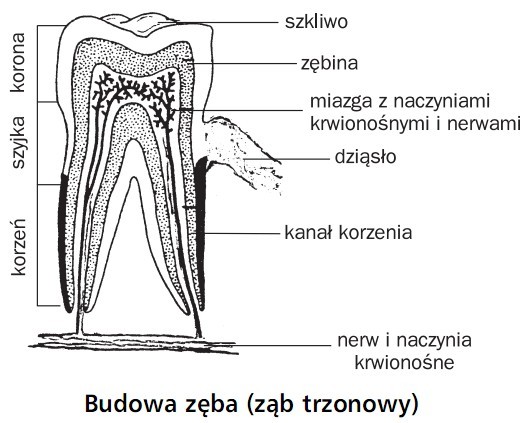 Budowa zęba (ząb trzonowy). Korona, szyjka, korzeń. Szkliwo, zębina, miazga z naczyniami krwionośnymi i nerwami, dziąsło, kanał korzenia, nerw i naczynia krwionośne.