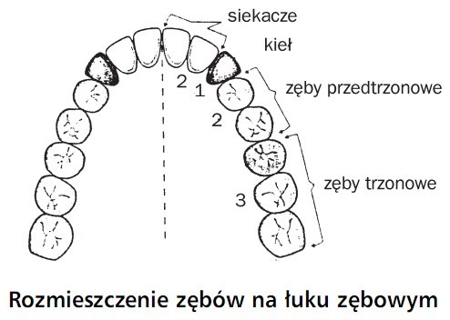 Rozmieszczenie zębów na łuku z zębowym. Siekacze, kieł, zęby przedtrzonowe, zęby trzonowe.