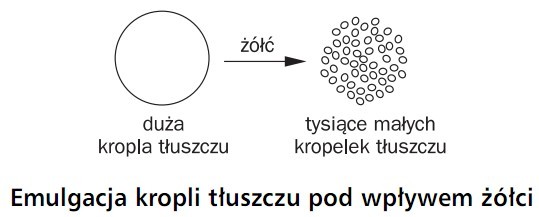 Emulgacja kropli tłuszczu pod wpływem żółci. Żółć, duża kropla tłuszczu, tysiące małych kropelek tłuszczu.