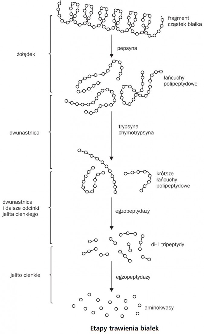 Etapy trawienia białek. Żółądek, dwunastnica, dwunastnica i dalsze odcinki jelita cienkiego, jelito cienkie. Fragment cząstek białka, pepsyna, łańcuchy polipeptydowe, trypsyna, chymotrypsyna, krótsze łańcuchy polipeptydowe, egzopeptydazy, di- i tripeptydy, egzopeptydazy, aminokwasy.