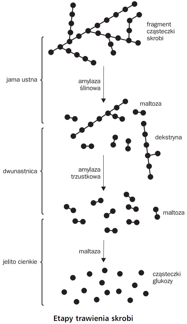Etapy trawienia skrobi. Jama ustna, dwunastnica, jelito cienkie. Fragment cząsteczki skrobi, amylaza ślinowa, maltoza, dekstryna, amylaza trzustkowa, maltoza, maltaza, cząsteczki glukozy.