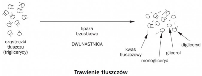 Trawienie tłuszczów. Cząsteczki tłuszczu (triglicerydy), lipaza trzustkowa, dwunastnica, kwas tłuszczowy, monogliceryd, glicerol, digliceryd.