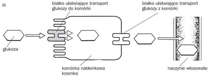 Transport substancji pokarmowych przez komórki nabłonkowe kosmka - wchłanianie glukozy. Glukoza, białko ułatwiające transport glukozy do komórki, komórka nabłonkowa kosmka, białko ułatwiające transport glukozy z komórki, naczynie włosowate.