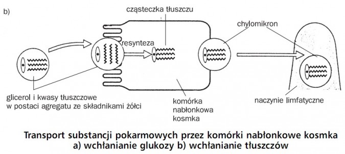 Transport substancji pokarmowych przez komórki nabłonkowe kosmka - wchłanianie tłuszczów. Glicerol i kwasy tłuszczowe w postaci agregatu ze składnikami żółci, resynteza, cząsteczka tłuszczu, komórka nabłonkowa kosmka, chylomikron, naczynie limfatyczne.