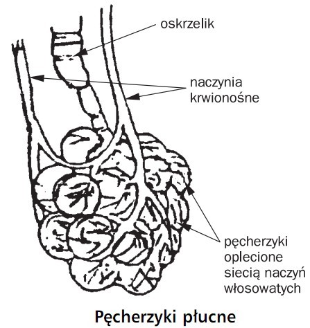 Pęcherzyki płucne. Oskrzelik, naczynia krwionośne, pęcherzyki oplecione siecią naczyń włosowatych.