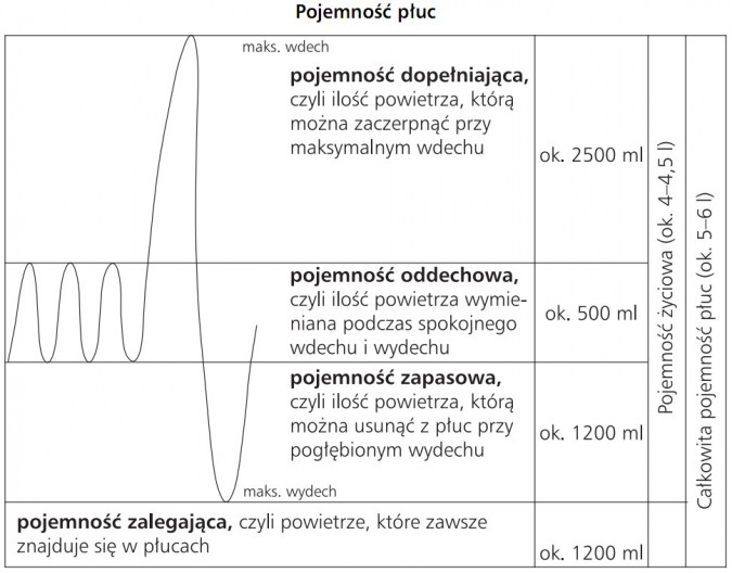 Pojemność płuc. Maks. wdech, maks. wydech. Całkowita pojemność płuc (ok. 5-6 l), pojemność życiowa (ok. 4-4,5 l). Pojemność dopełniająca, czyli ilośc powietrza, którą można zaczerpnąć przy maksymalnym wdechu (ok. 2500 ml). Pojemność oddechowa, czyli ilość powietrza wymieniana podczas spokojnego wdechu i wydechu (ok. 500 ml). Pojemność zapasowa, czyli ilość powietrza, którą można usunąc z płuc przy pogłębionym wydechu (ok. 1200 ml). Pojemność zalegająca, czyli powietrze, które zawsze znajduje się w płucach (ok. 1200 ml).