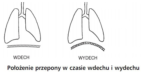 Położenie przepony w czasie wdechu i wydechu. Wdech, wydech.