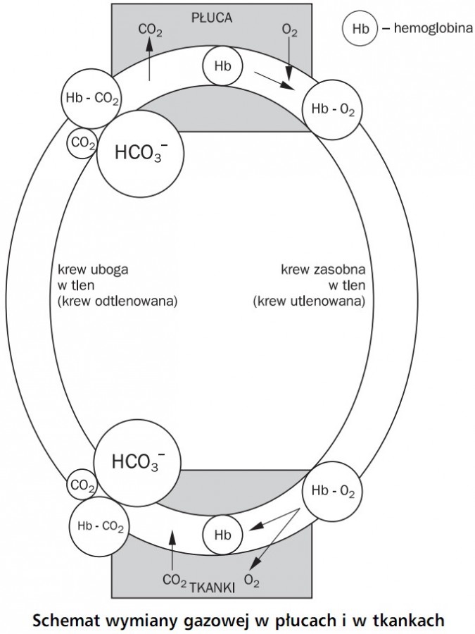 Schemat wymiany gazowej w płucach i w tkankach. Płuca, tkanki, hemoglobina. Krew uboga w tlen (krew odtleniona), krew zasobna w tlen (krew utlenowana).