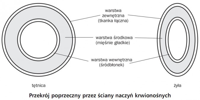 Przekrój poprzeczny przez ściany naczyń krwionośnych. Tętnica, żyła. Warstwa zewnętrzna (tkanka łączna), warstwa środkowa (mięśnie gładkie), warstwa wewnętrzna (śródbłonek).