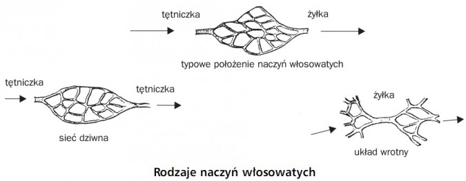 Rodzaje naczyń włosowatych. Tętniczka, żyłka. Typowe położenie naczyń włosowatych, sieć dziwna, układ wrotny.