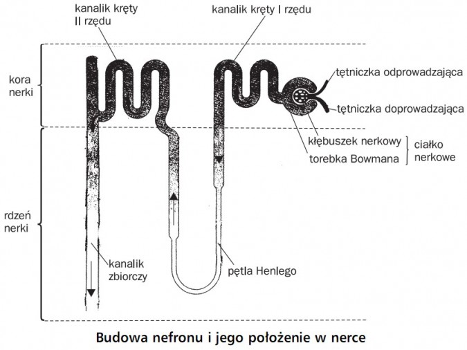 Budowa nefronu i jego położenie w nerce. Kora nerki, rdzeń nerki. Kanalik kręty I rzędu, kanali kręty II rzędu, tętniczka odprowadzająca, tętniczka doprowadzająca, kanalik zbiorczy, pętla Henlego, kłębuszek nerkowy, torebka Bowmana, ciałko nerkowe.