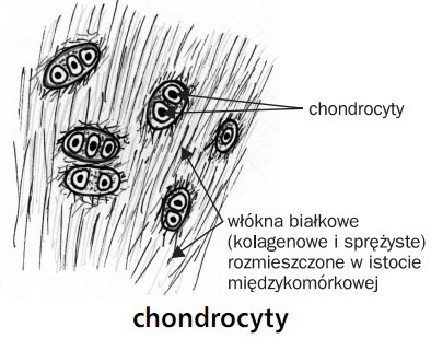 Chondrocyty. Włókna białkowe (kolagenowe i sprężyste) rozmieszczone w istocie międzykomórkowej.