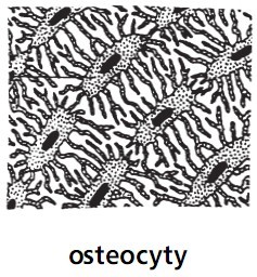 Osteocyty