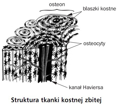 Struktura tkanki kostnej zbitej. Osteon, blaszki kostne, osteocyty, kanał Haviersa.