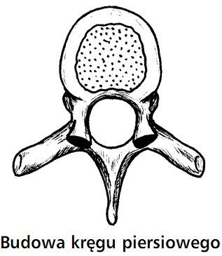 Budowa kręgu piersiowego.
