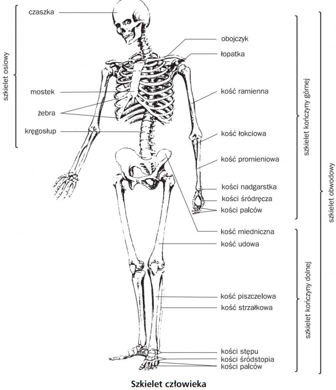 Ruch Uk ad Szkieletowy Cz owieka Biologia Opracowania pl