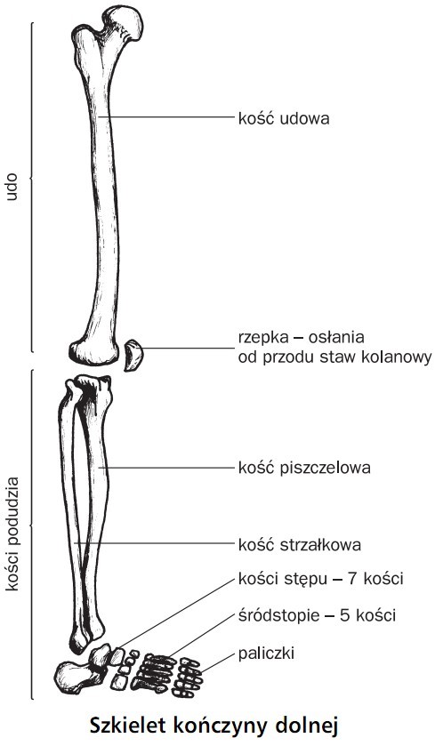 Szkielet kończyny dolnej. Udo, kości podudzia. Kość udowa, rzepka - osłania od przodu staw kolanowy, kośc piszczelowa, kość strzałkowa, kości stępu (7 kości), śródstopie (5 kości), paliczki.