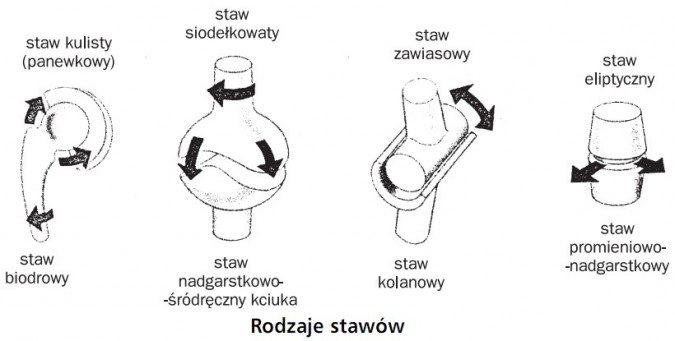 Rodzaje stawów. Staw kulisty (panewkowy) - staw biodrowy; staw siodełkowaty - staw nadgarstkowo-śródręczny kciuka; staw zawiasowy - staw kolanowy; staw eliptyczny - staw promieniowo-nadgarstkowy.