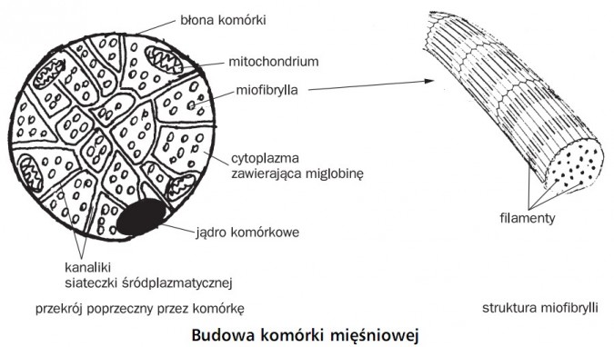 Budowa komórki mięśniowej. Błona komórki, mitochondrium, miofibrylla, cytoplazma zawierająca miglobinę, jądro komórkowe, kanaliki siateczki śródplazmatycznej. Filamenty. Przekrój poprzeczny przez komórkę. Struktura miofibrylli.