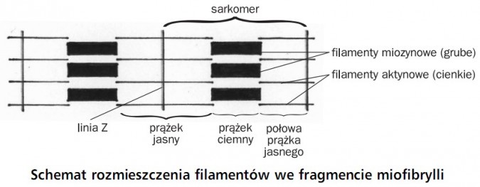 Schemat rozmieszczenia filamentów we fragmencie miofibrylli. Sarkmer, linia Z, prążek jasny, prążek ciemny, połowa prążka jasnego, filamenty miozynowe (grube), filamenty aktynowe (cienkie).