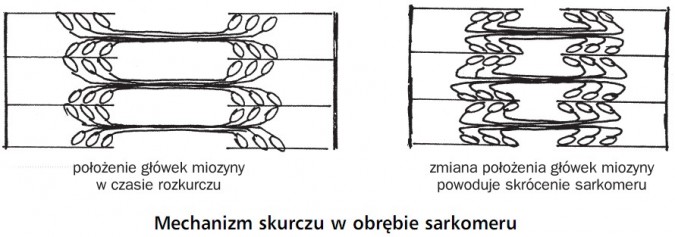 Mechanizm skurczu w obrębie sarkomeru. Położenie główek miozyny w czasie rozkurczu. Zmiana położenia główek miozyny powoduje skrócenie sarkomeru.