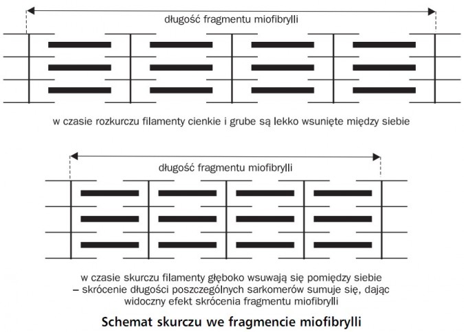 Schemat skurczu we fragmencie miofibrylli. Długość fragmentu miofibrylli. W czasie rozkurczu filamenty cienkie i grube są lekko wsunięte między siebie. W czasie skurczu filamenty głęboko wsuwają się pomiędzy siebie - skrócenie długości poszczególnych sarkomerów sumuje się, dając widoczny efekty skrócenia fragmentu miofibrylli.