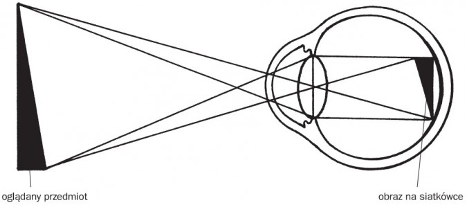 Bieg promieni świetlnych w oku. Oglądany przedmiot, obraz na siatkówce.