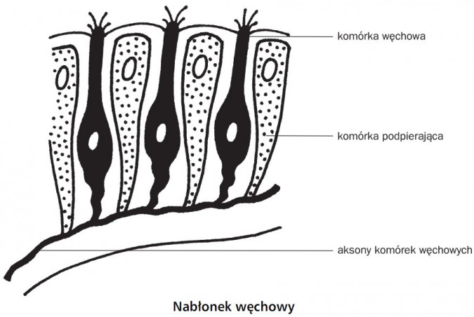 Nabłonek węchowy. Komórka węchowa, komórka podpierająca, aksony komórek węchowych.