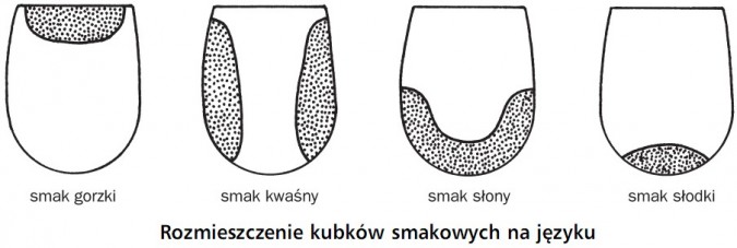 Rozmieszczenie kubków smakowych na języku. Smak gorzki, smak kwaśny, smak słony, smak słodki.