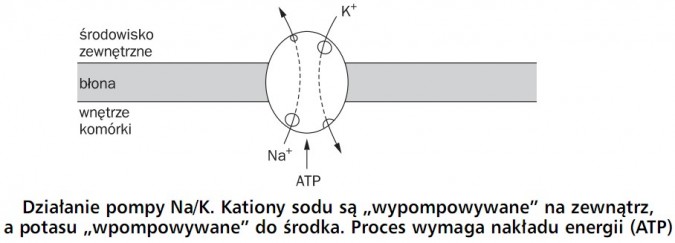 Działanie pompy Na/K. Kationy sodu są wypompowywane na zewnątrz, a potasu wpompowywane do środka. Proces wymaga nakładu energii (ATP). Środowisko zewnętrzne, błona, wnętrze komórki.