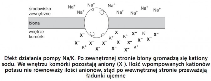Efekt działania pompy Na/K. Po zewnętrznej stronie błony gromadzą się kationy sodu. We wnętrzu komórki pozostają aniony (X-). Ilość wpompowanych kationów potasu nie równoważy ilości anionów, stąd po wewnętrznej stronie przeważają ładunki ujemne. Środowisko zewnętrzne, błona, wnętrze komórki.