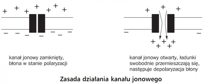 Zasada działania kanału jonowego. Kanał jonowy zamknięty, błona w stanie polaryzacji. Kanał jonowy otwarty, ładunki swobodnie przemieszczają się, następuje depolaryzacja błony.