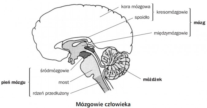 Mózgowie człowieka. Pień mózgu: śródmózgowie, most, rdzeń przedłużony. Móżdżek. Mózg: międzymózgowie, kresomózgowie (kora mózgowa, spoidło).