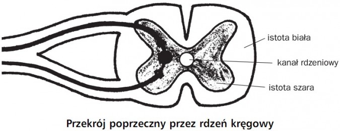 Przekrój poprzeczny przez rdzeń kręgowy. Istota biała, kanał rdzeniowy, istota szara.