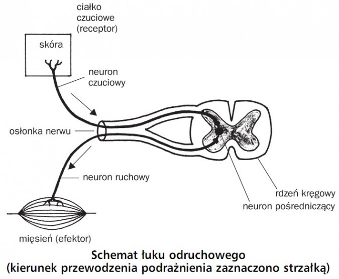 Schemat łuku odruchowego (kierunek przewodzenia podrażnienia zaznaczono strzałką). Ciałko czuciowe (receptor), skóra, neuron czuciowy, osłonka nerwu, neuron ruchowy, mięsień (efektor), rdzeń kręgowy, neuron pośredniczący.