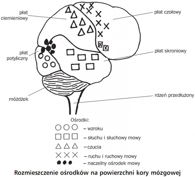 Który Płat Odpowiada Za Odczuwanie Dotyku Regulacja nerwowo-hormonalna - funkcjonowanie układu nerwowego