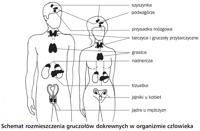 Schemat rozmieszczenia gruczołów dokrewnych w organizmie człowieka. Szyszynka, podwzgórze, przysadka mózgowa, tarczyca i gruczoły przytarczyczne, grasica, nadnercza, trzustka, jajniki u kobiet, jądra u mężczyzn.
