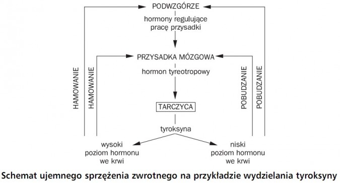 Schemat ujemnego sprzężenia zwrotnego na przykładzie wydzielania tyroksyny. Podwzgórze, hormony regulujące pracę przysadki, przysadka mózgowa, hormon tyreotropowy, tarczyca, tyroksyna, wysoki poziom hormonu we krwi, niski poziom hormonu we krwi, hamowanie pobudzanie.